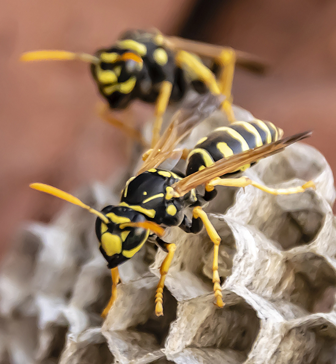 Wasp Nest Removal Norfolk Wasp Nest Removal Norfolk